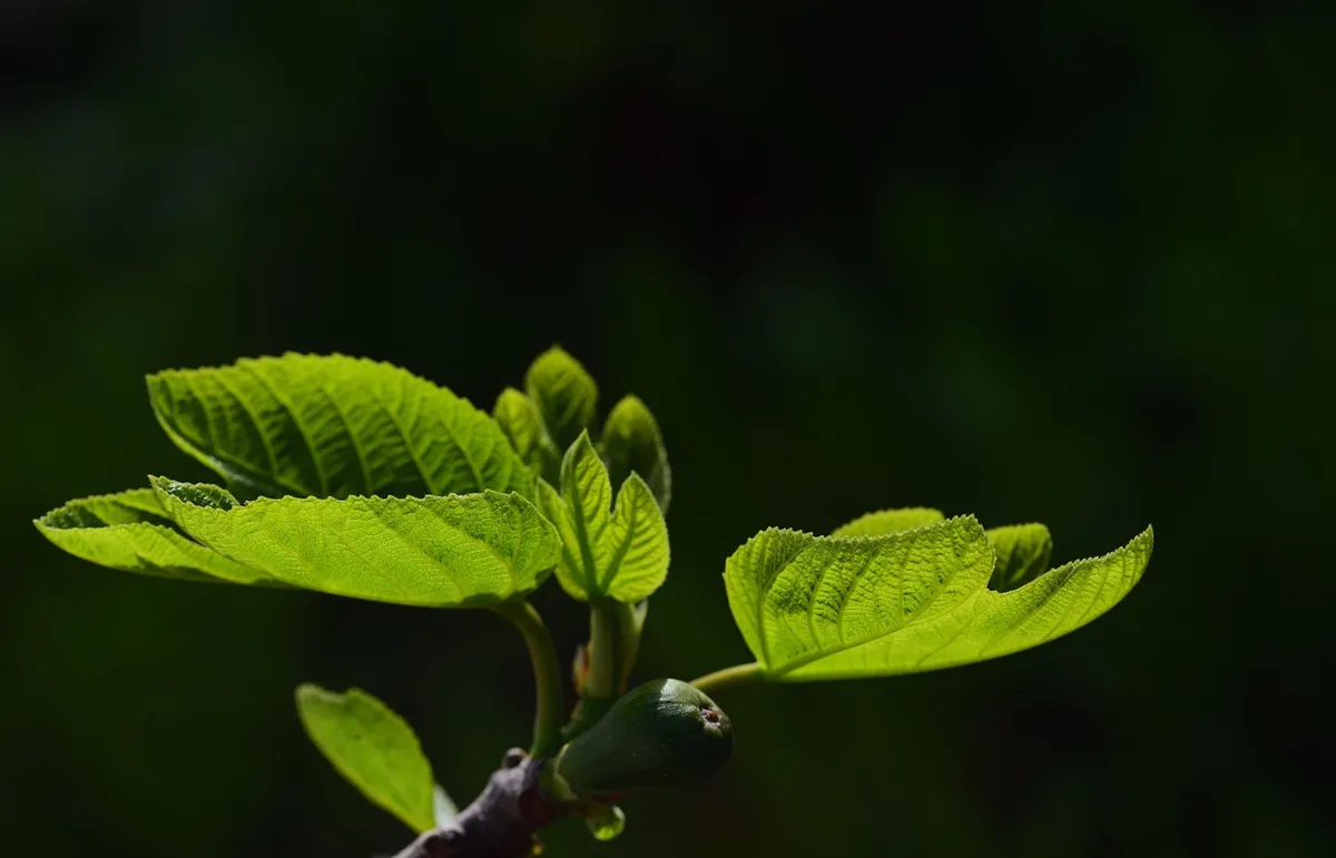 葉片，無花果葉，綠色葉片，自然，綠色，植物，枝條，花園，榕樹，春天，生長，逆光，西西里，義大利，年輕，生長，季節，地中海