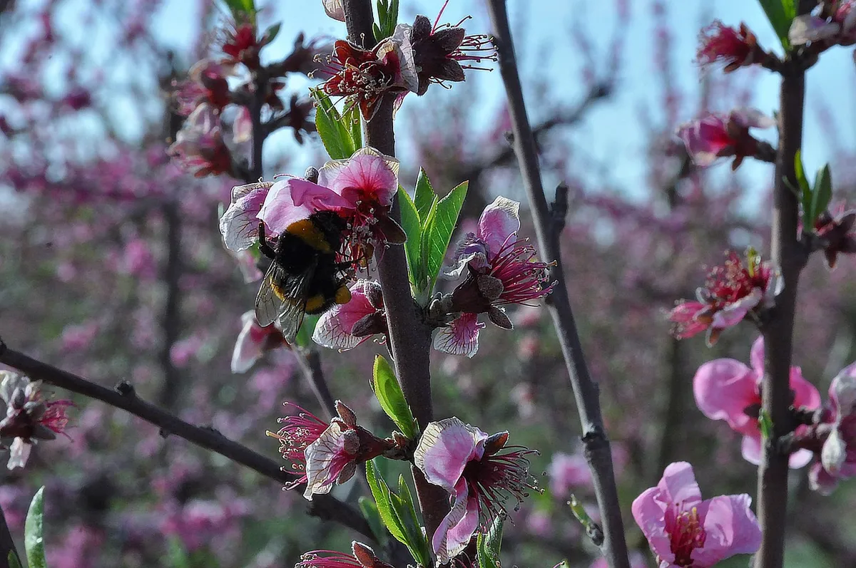 bumblebee, bomby, bee, hornet, fiori di pesco, basilicata, gianluca pizzolla, nature, sustainability