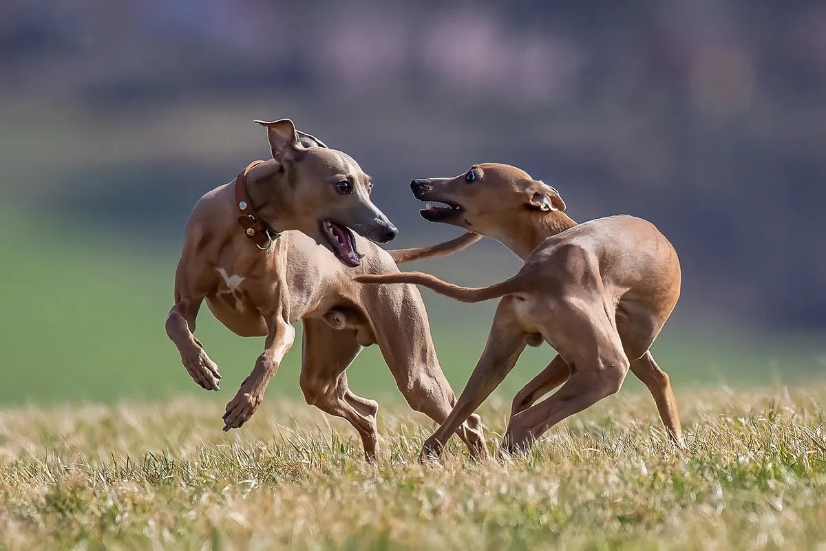 dog, play, italian greyhound, pet, puppy, cuddle, animal, nature, outdoor, body, friendship, happiness, playground, freedom, childhood, leisure, purity, light,
